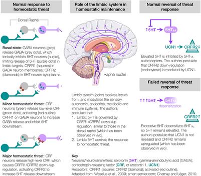 Acute Corticotropin-Releasing Factor Receptor Type 2 Agonism Results in Sustained Symptom Improvement in Myalgic Encephalomyelitis/Chronic Fatigue Syndrome